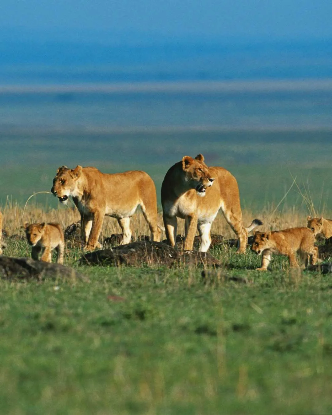 Tanzania Safaris β featured travel experience in Tanzania